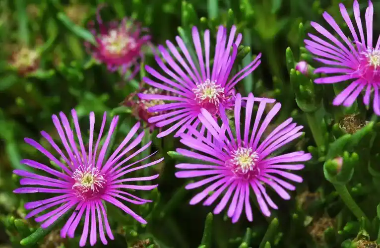 矮灌木有哪些 低矮灌木丛-诚智百科网