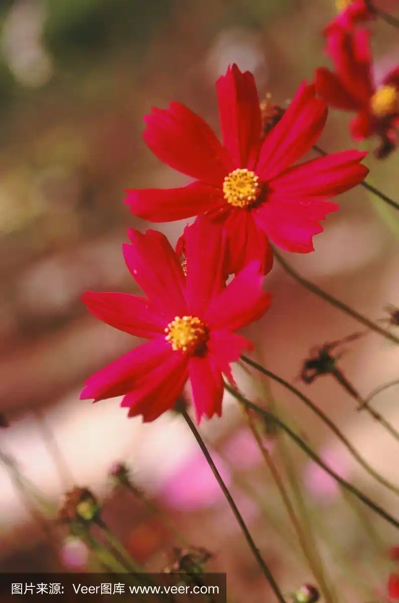 红色,大波斯菊,友谊,色彩鲜艳,雏菊