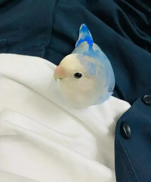 牡丹鹦鹉蓝银换毛啦