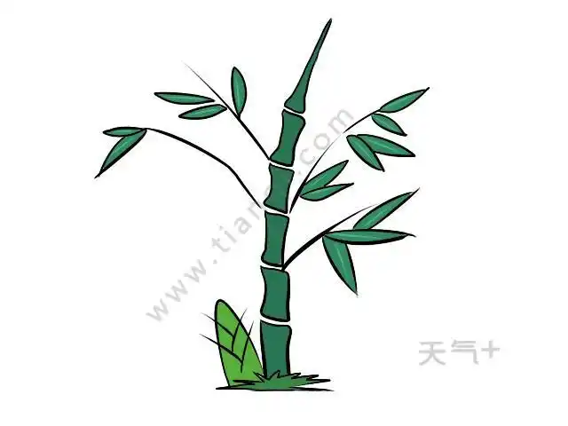 简笔画手绘竖琴的简笔画法乐器类简易竹子画法简笔画竹子的简笔画教程