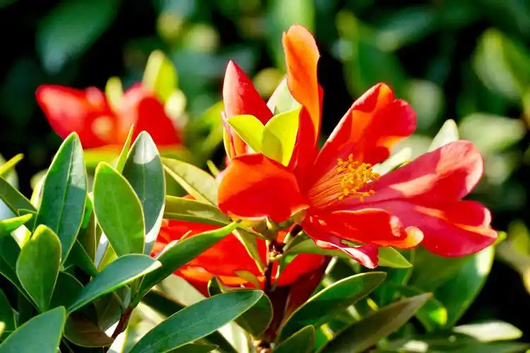 茶花界的大熊猫四季茶花杜鹃叶山茶花