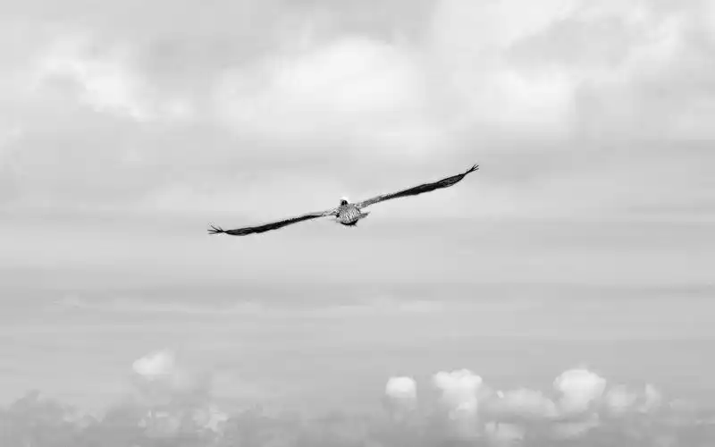 飞翔鸟儿黑白背景图片飞鸟鸟类小鸟野生动物动物世界飞翔黑白