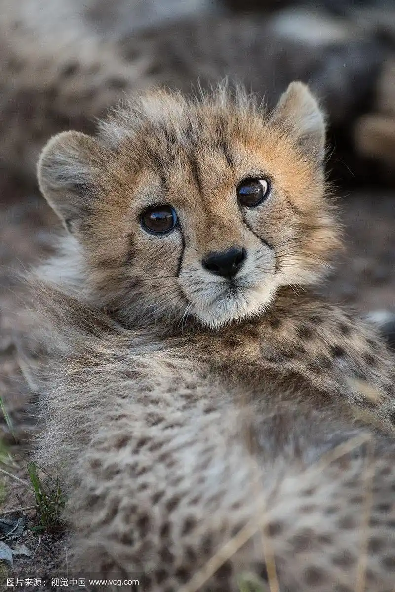 可爱的猎豹幼崽