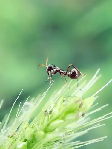 【nex】蚂蚁戏珠