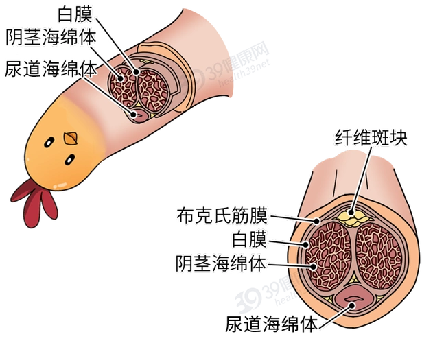 海绵体破裂,提醒:同房不是打仗,别过火_丁丁_性生活_大哥