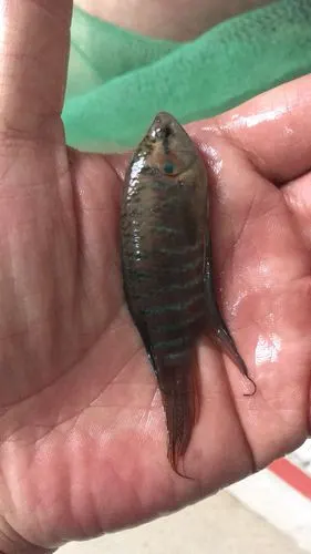 中国斗鱼活体野生普叉冷水观赏鱼菩萨鱼花手巾鱼