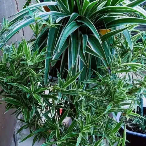 绿萝,吊兰变异了?这些品种,你未必都见过!