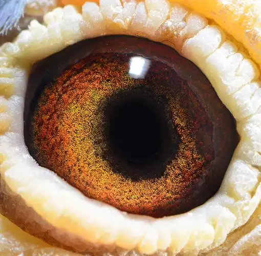 com爱鸽商城_中国信鸽信息网