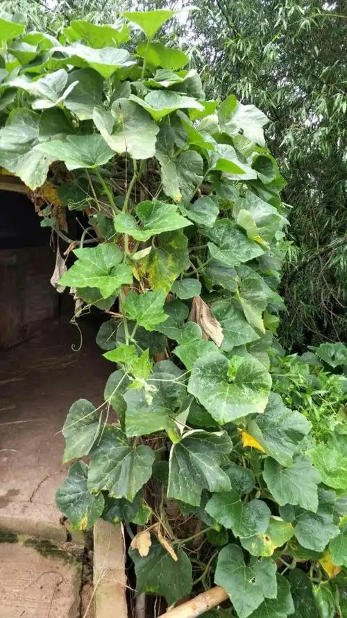 惊奇农民种植的南瓜藤长得像龙头这究竟是怎么回事谁知道