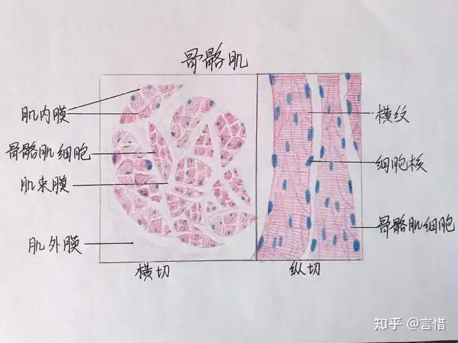 骨骼肌血涂片(这个要注意胞质染色!)复层扁平上皮单层柱状上皮