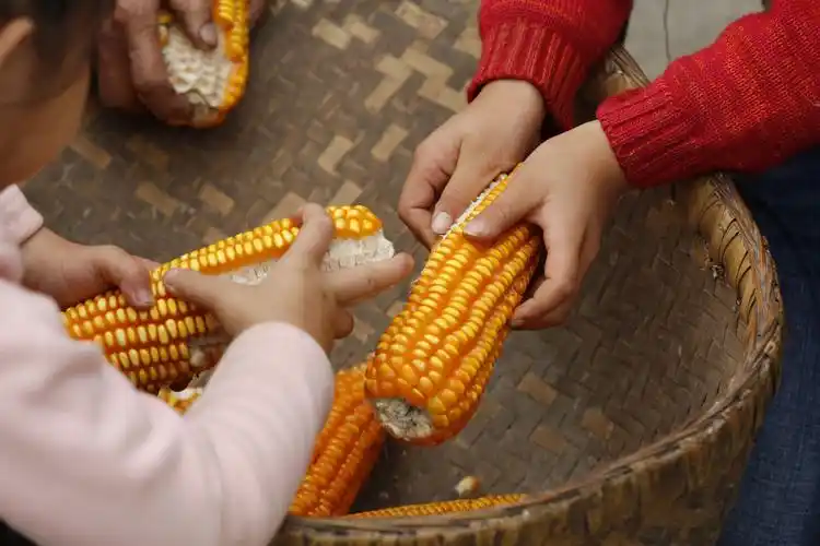 贵州贵阳苗族老年人与儿童剥玉米