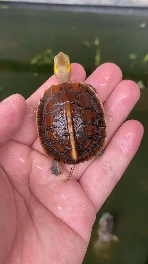 #安缘龟#活泼又可爱的,安缘龟苗