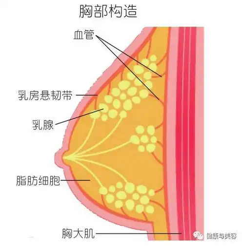日本乳房体操提胸效果no1不下垂不外扩的塑胸法丨感恩福利