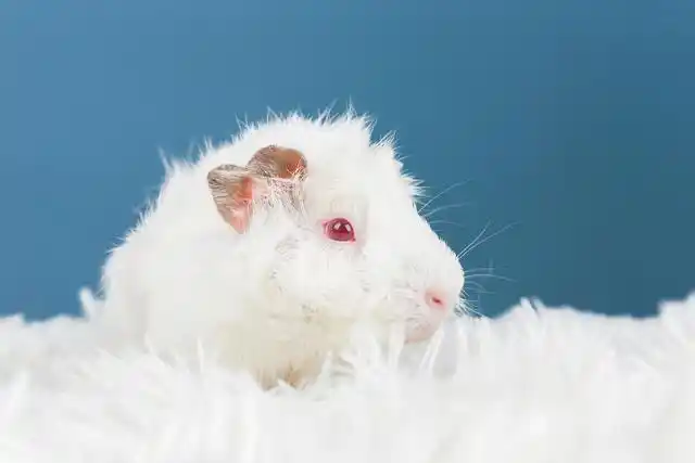 宠物互免约拍-白色红眼睛的荷兰猪