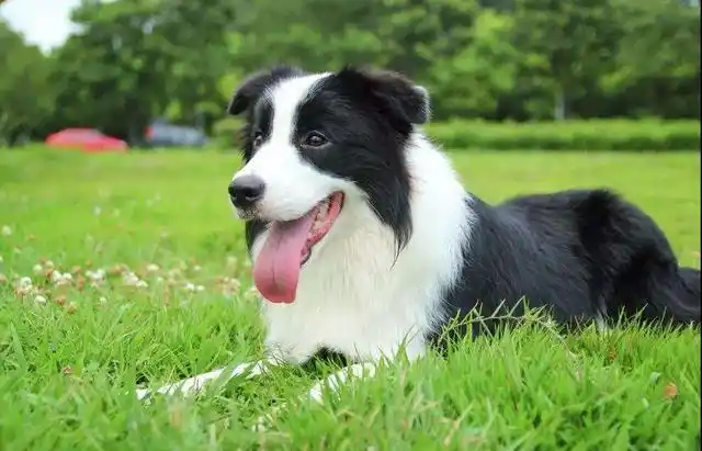 400多种狗狗中哪种最聪明?世界犬类之王源于一场实验?