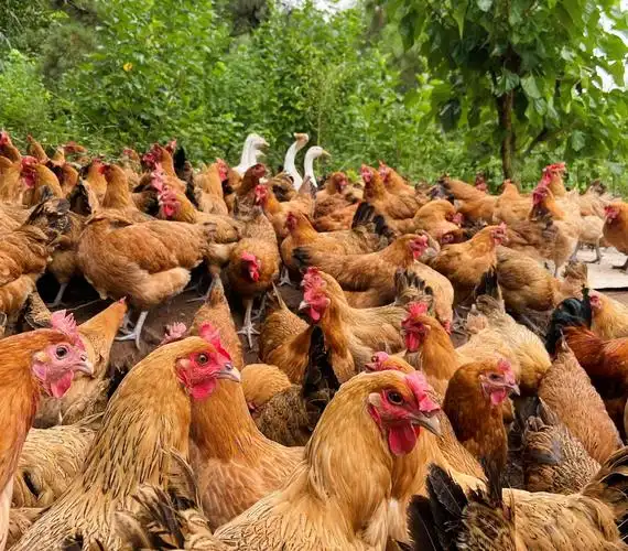 沃朴物联助力龙游飞鸡 全透明养殖追溯 数字化赋能乡村振兴__财经头条