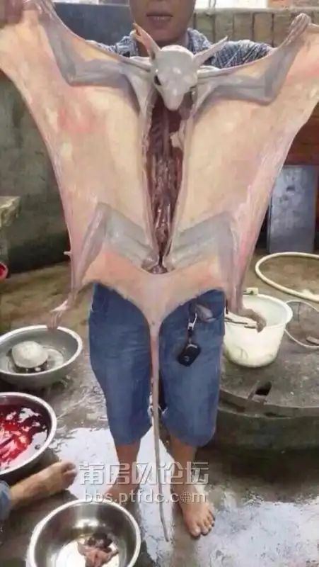 变异的蝙蝠长得太大了受辐射了么