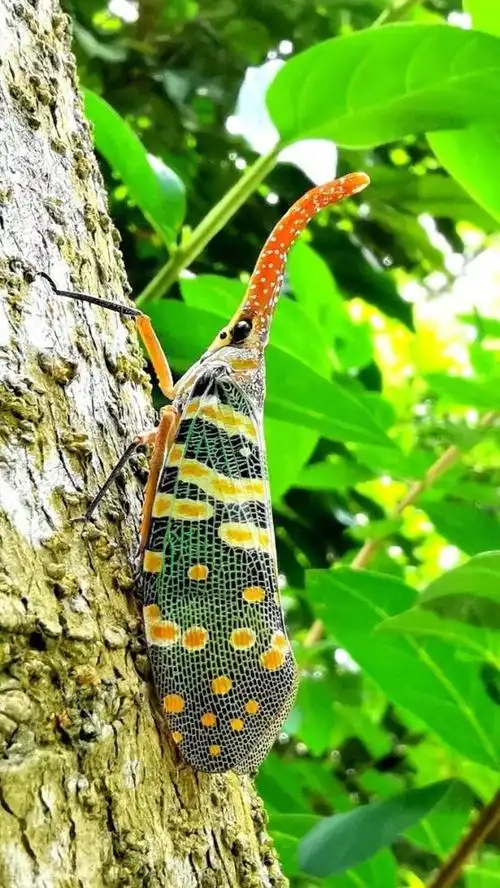 龙眼树上的长鼻子昆虫 长鼻蜡蝉有毒吗