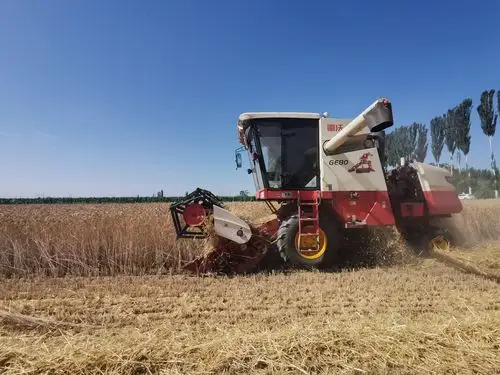 9万亩小麦确保颗粒归仓