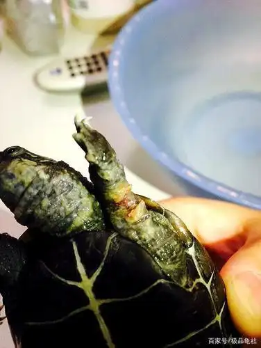 图片[2]-乌龟腐皮烂皮应该如何治疗呢?-宠物乐园