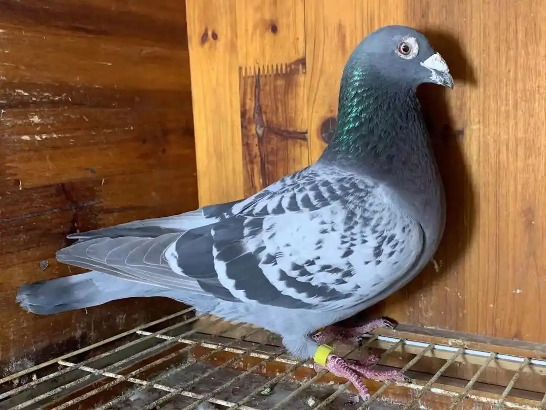 鸽友清棚2019年特留种鸽 精品高代经典詹森老白眼 稀少货色 - 抖音