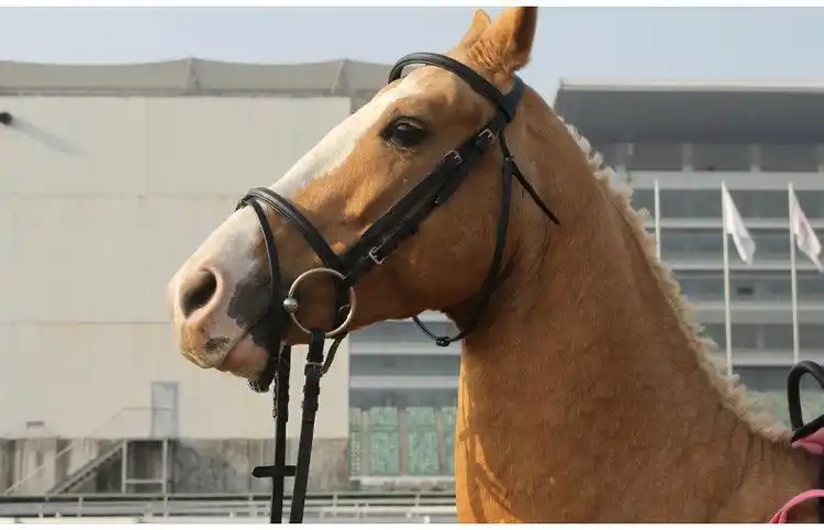 o型口衔铁马嚼子骑马马术马衔铁骑马口衔铁八尺龙马具bcl327319