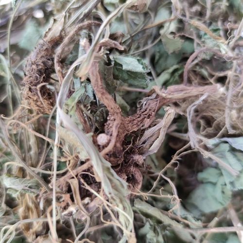 贵州省野生草本臭羊山包邮中草药杏叶防风骚羊古山当归臭山羊臭苗