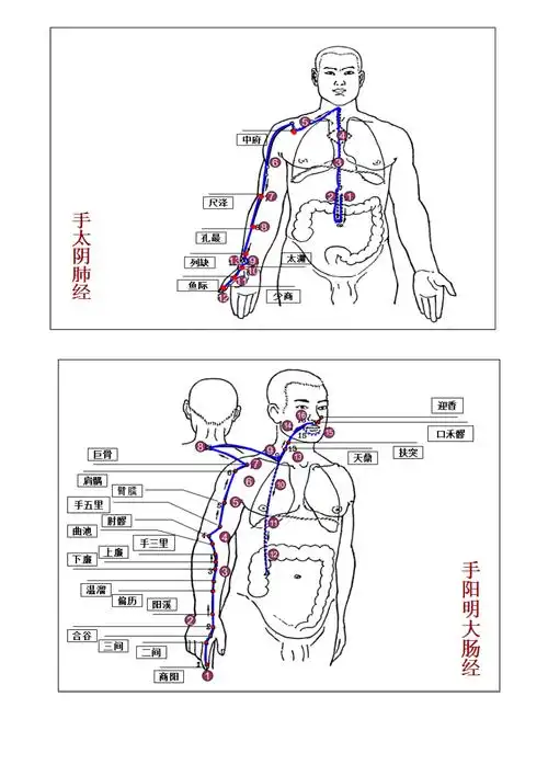 十二经络图示