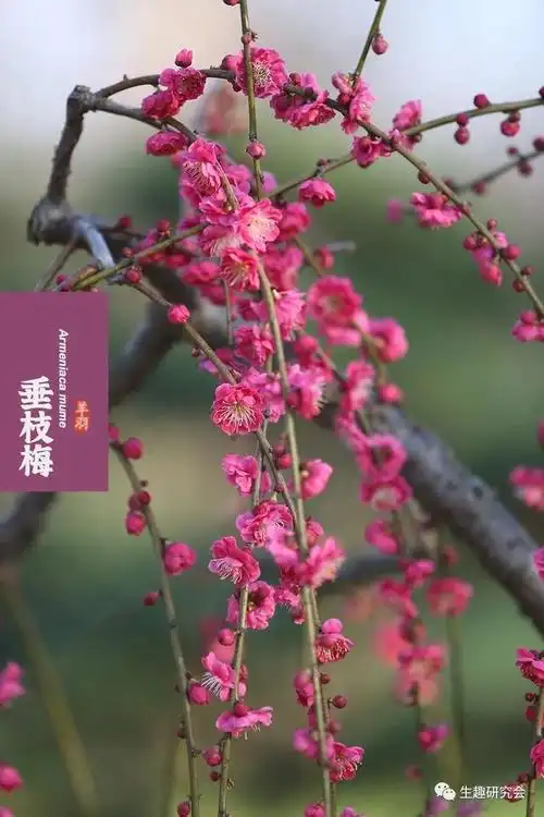 梅花十大稀有品种,梅花十大稀有品种(宫粉梅图片)