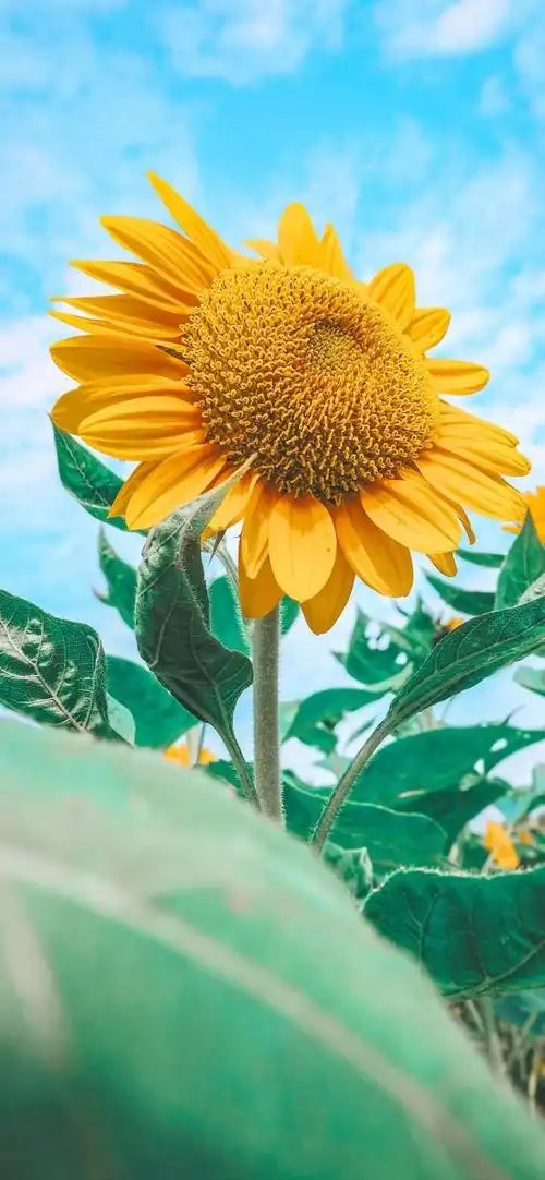 关于春天温暖美好的文案