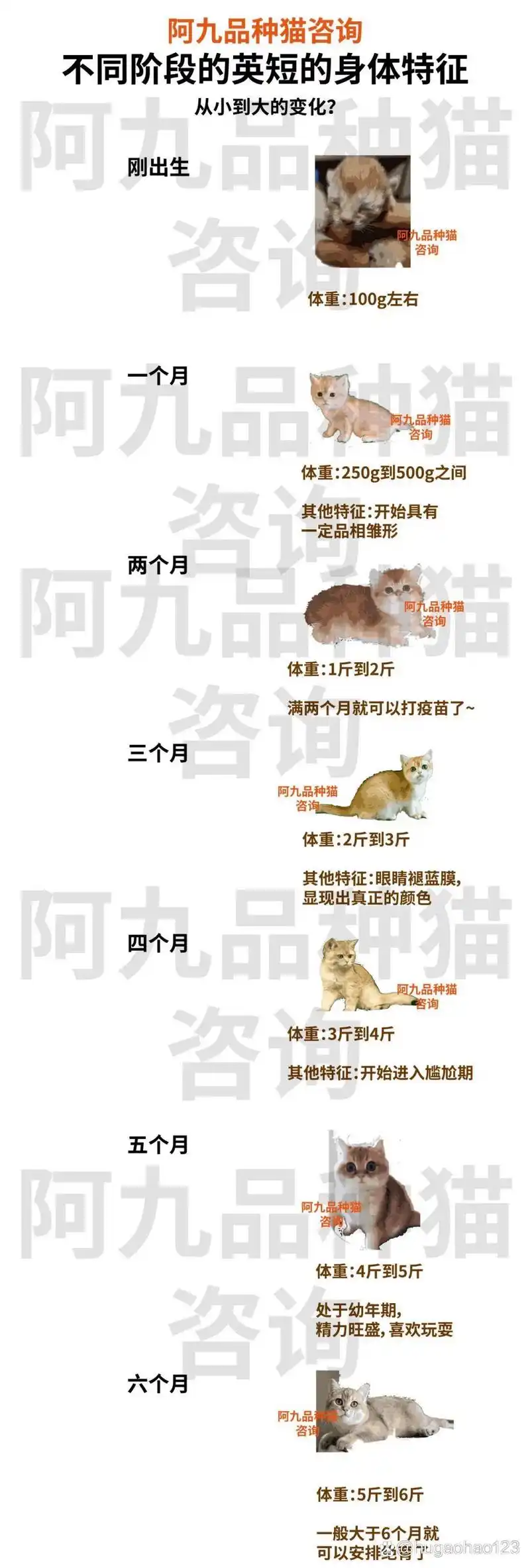 英长金渐层能长到多少斤重