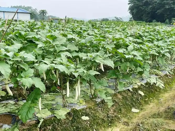 喜丰收!宅梧镇靖村农户种植白茄子有妙招