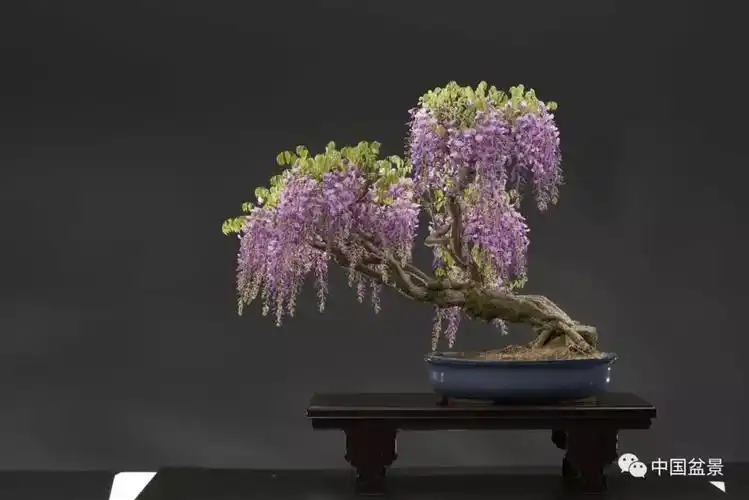 紫藤花季赏紫藤盆景: 做人,不要"透支"你的信任!