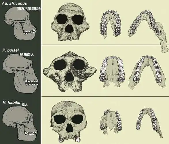 牙齿简单说分门齿,犬齿,臼齿,门齿用来啃咬,犬齿用来穿刺,臼齿用来