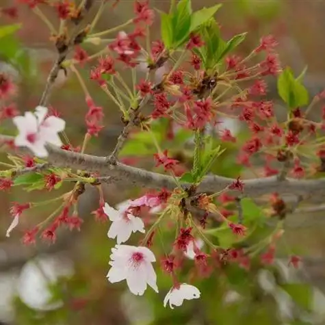 精选自然风光清新淡雅风景头像蓝天白云绿色植物