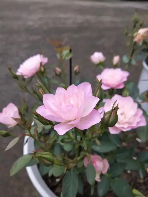 天荷繁星,一款比荷花还仙的月季