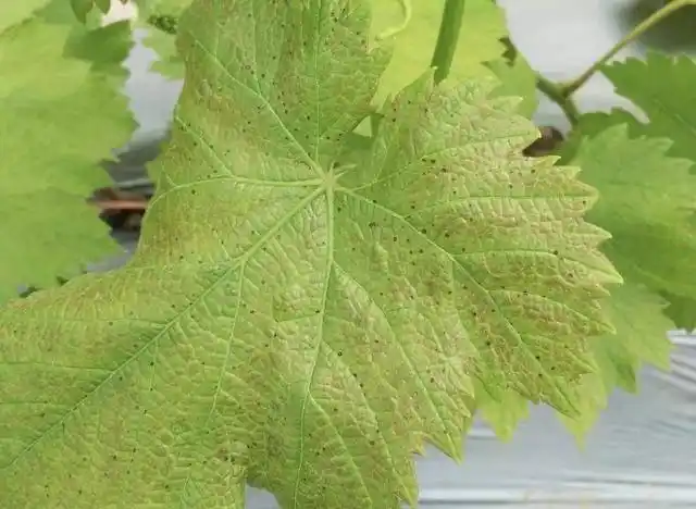 葡萄褐斑病危害多多,水罐子病也和它有关系?转色期发病较多!