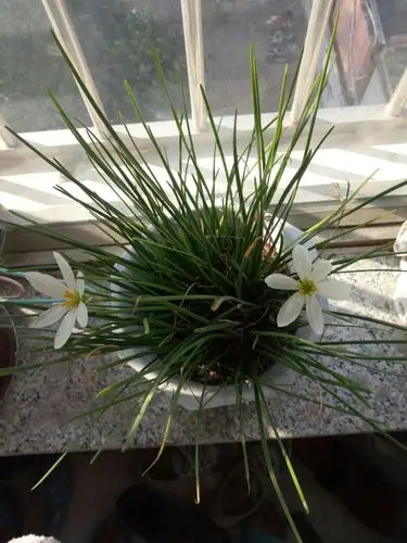 长得貌似跟韭菜是的,开的是白色的八瓣花?它叫什么名字