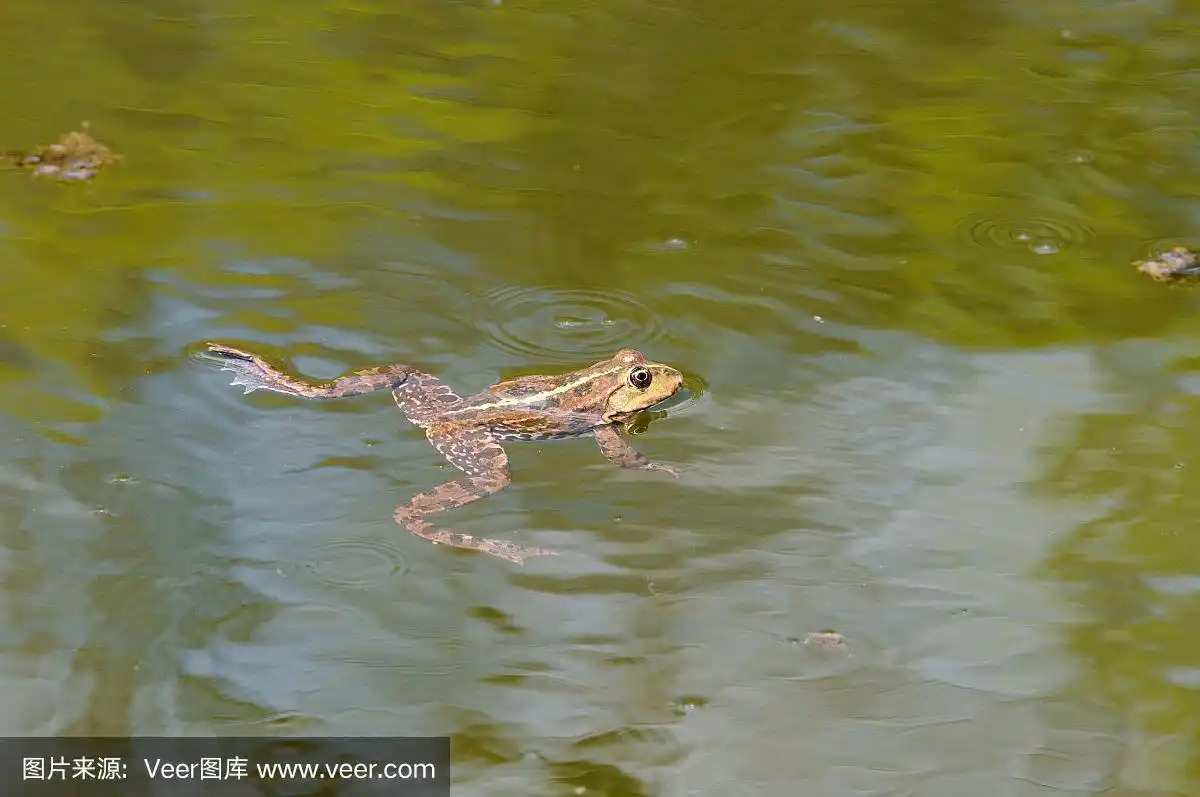 一只青蛙在池塘里游泳.
