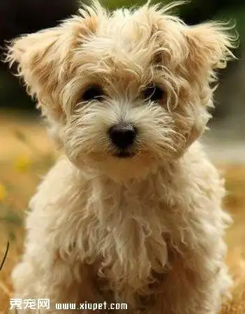 诺福克梗的品种介绍