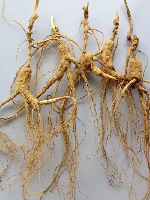 网上购物-汇通商贸|精阳参官网专卖|精阳参官方网站