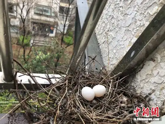 我苏网 江苏  徐州市民宋先生家的一处窗台上有个斑鸠巢,去年一对斑鸠
