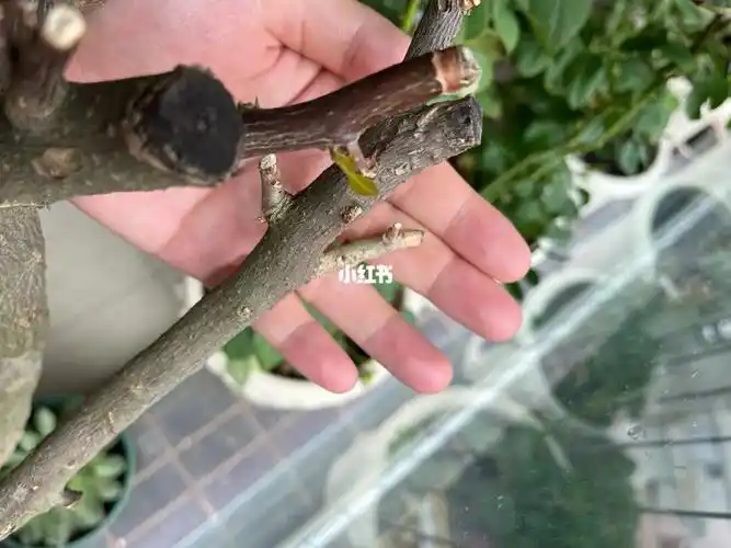 为什么三角梅芽点焉了