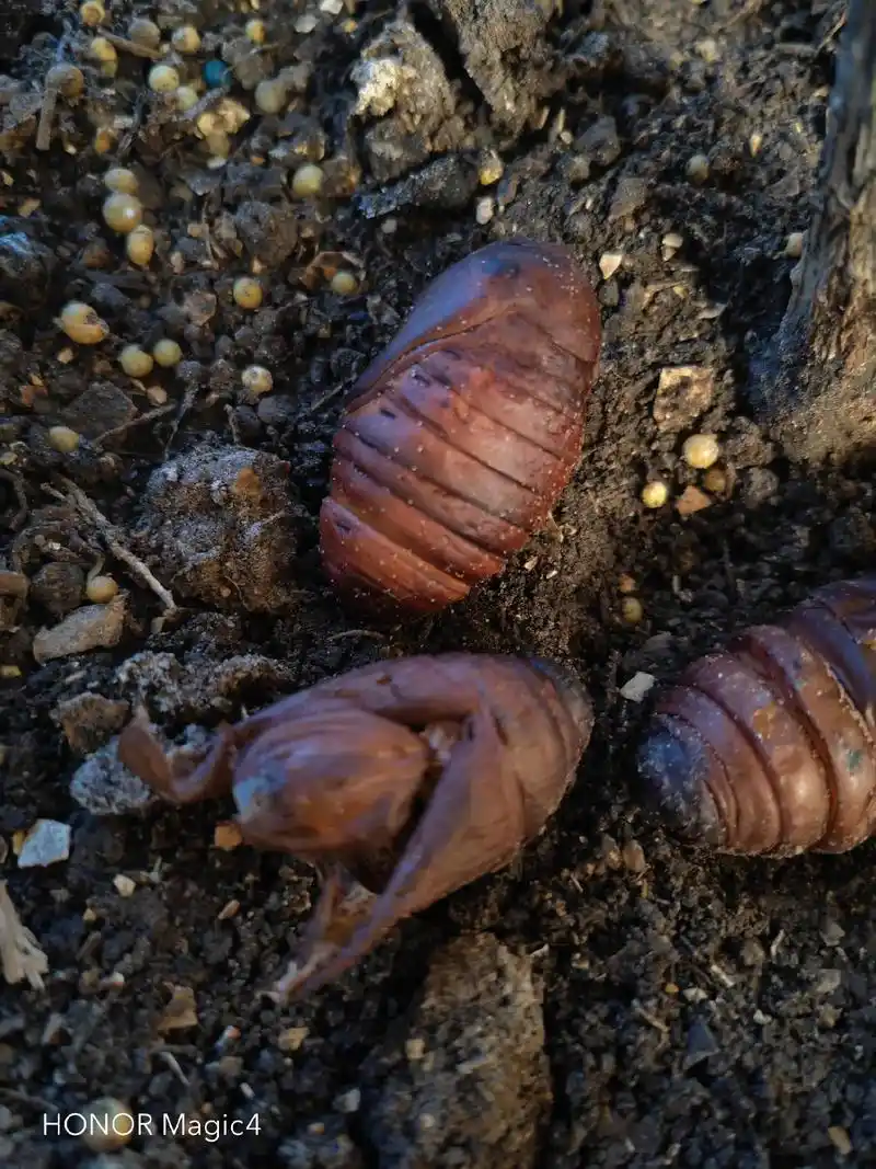 蚕蛹的蜕变.在家也能上一堂生物课 - 抖音