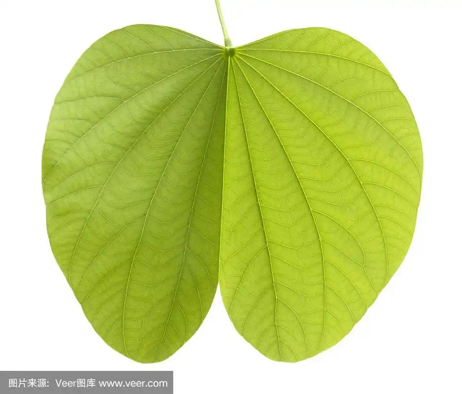 绿色紫荆花叶孤立在白色背景上