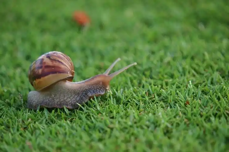 草坪上可爱的萌萌小蜗牛