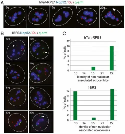 nors on human acrocentric chromosome p-arms are