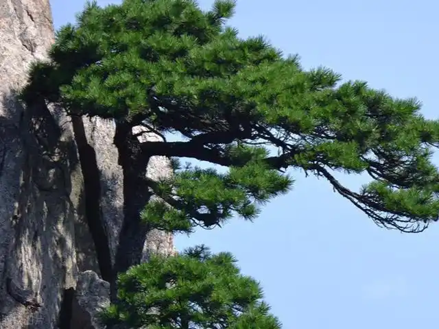 上联:傲立青松添傲骨