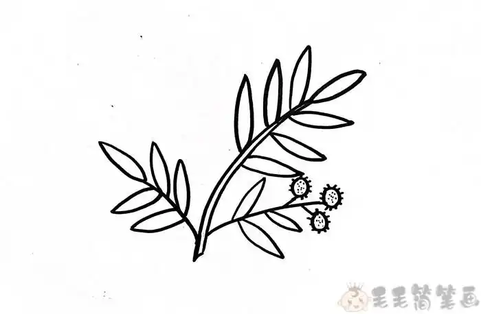 含羞草植物简笔画图片