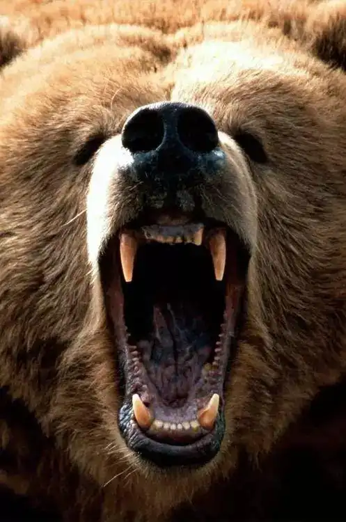 世界爱牙日-看看动物们的牙齿吧